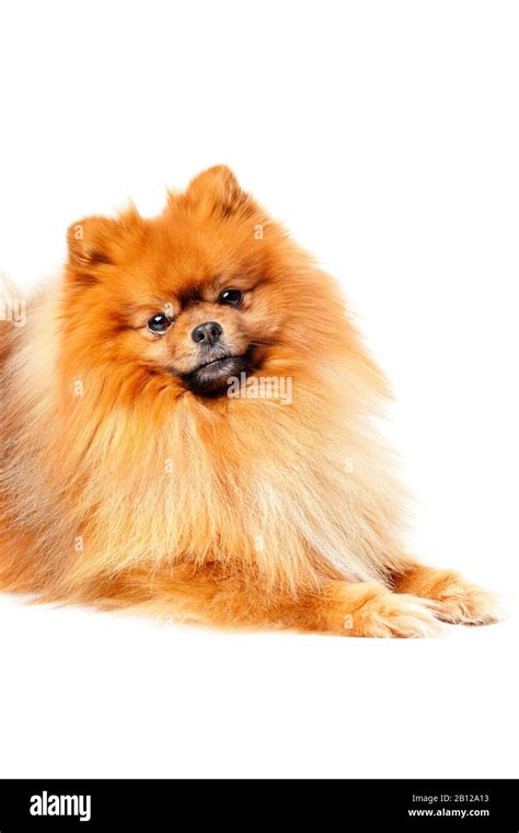 Cute Pomeranian Dog On White Background Stock Photo Alamy