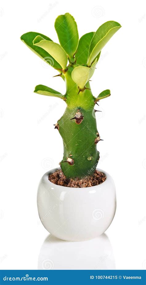 Cactus On White Background Stock Image Image Of Cactaceae 100744215