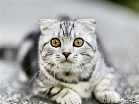 9 Exotic Cat Breeds Youve Never Seen Before