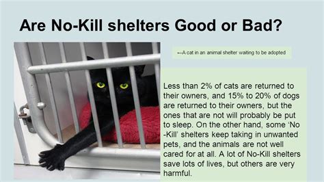 Are No Kill Shelters Good For Cats And Dogs