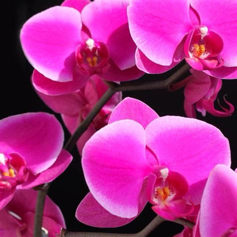 Orquídeas | Pink flowers wallpaper, Pink orchids, Orchids