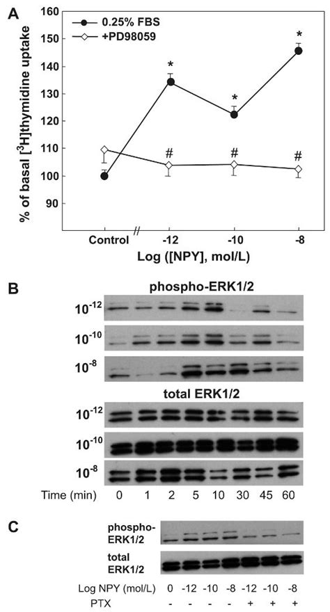 Npy Induced Vsmc Proliferation Is Mediated By Erk Pathway A A