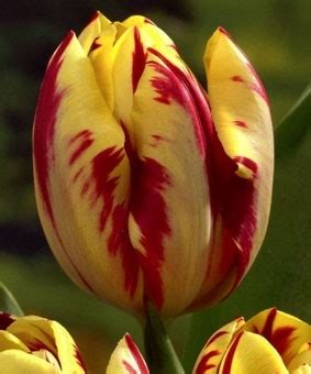 Tulip TR Grand Perfection GARDENIDEA