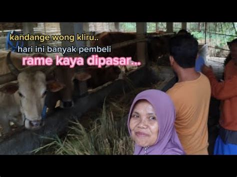 Ramenya Seperti Dipasar Dan Banyak Pilihan Sapi Qurban Sapi Gemuk