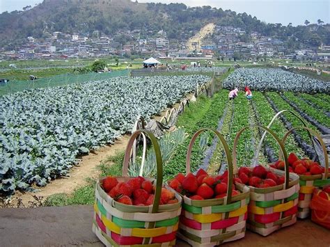 Strawberry Picking - BAGUIO.ph™