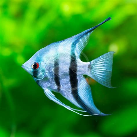 Angelfish Fw Philippine Blue Pterophyllum Scalare Aquatics Unlimited