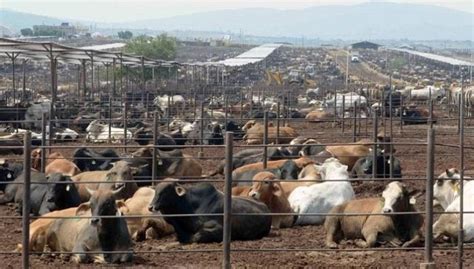 La Ganader A Qu Es Impacto Ambiental Consecuencias Contaminaci N