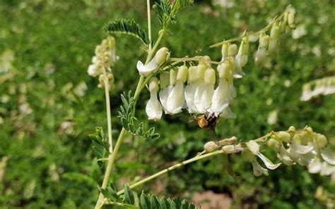 黄芪什么时候开花？ 蜜源植物 酷蜜蜂