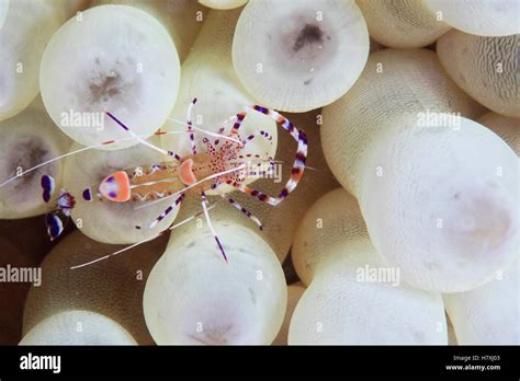 Spotted Cleaner Shrimp Periclimenes Yucatanicus On Giant Caribbean