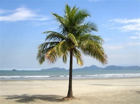 Belajarlah Dari Pohon Kelapa Karena Semua Bagian Tubuhnya Penuh Manfaat