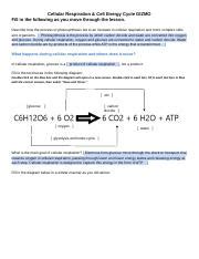 Jennifer S Copy Of Cellular Respiration Cell Energy Cycle Gizmo Docx