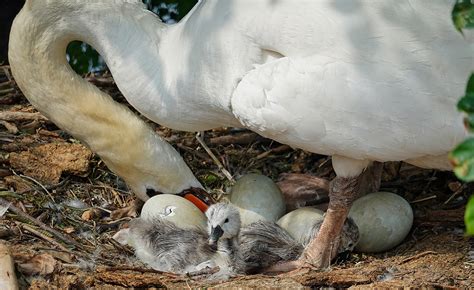 Coexisting With Swans Mute Swan Society