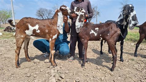 TOP CLASS GIANT BEETAL GOATS AND MOST BIGGEST BEETAL BREEDER ALI SHER