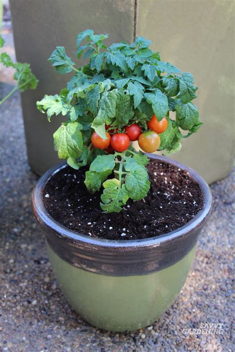 The Best Small Tomato Plants To Grow Aka Micro Tomatoes