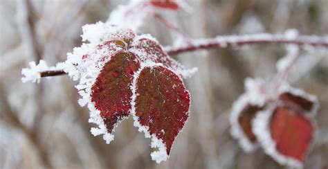 Das Neue Jahr Und V Terchen Frost Gooseberry Pictures