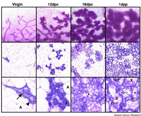 Alveolar Morphogenesis Mammary Wholemounts Carmine Alum Stain Top