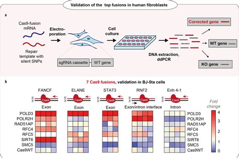 Rapid Genome Editing By CRISPR Cas9 POLD3 Fusion ELife