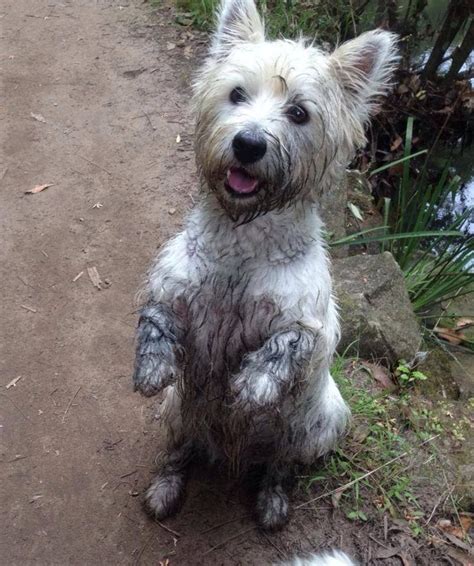 Best Images About Westies On Pinterest White Terrier Handsome