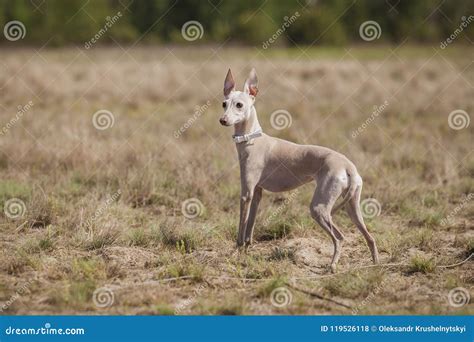 Dog Italian Greyhound Pursues Bait in the Field. Coursing Training Stock Photo - Image of mammal ...