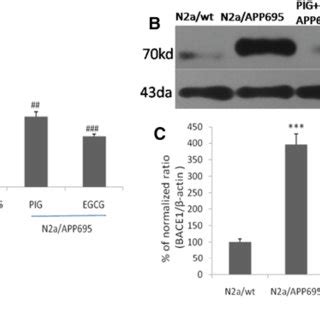 Egcg Decreased Bax And Cleaved Caspase Protein Expressions A Western