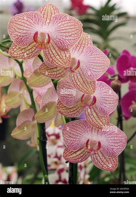 Moth Orchid Phalaenopsis Stock Photo Alamy