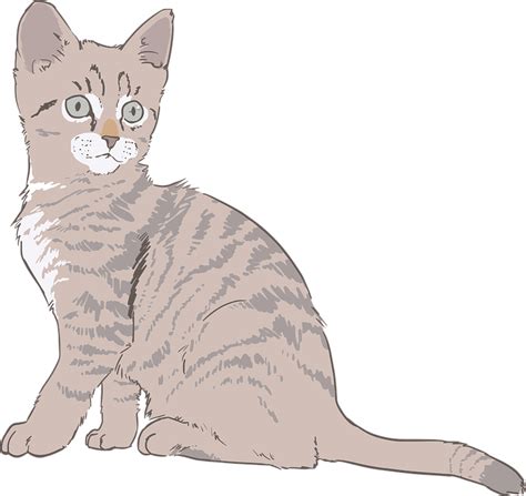 Download Kitten Cat Drawing Royalty Free Vector Graphic Pixabay