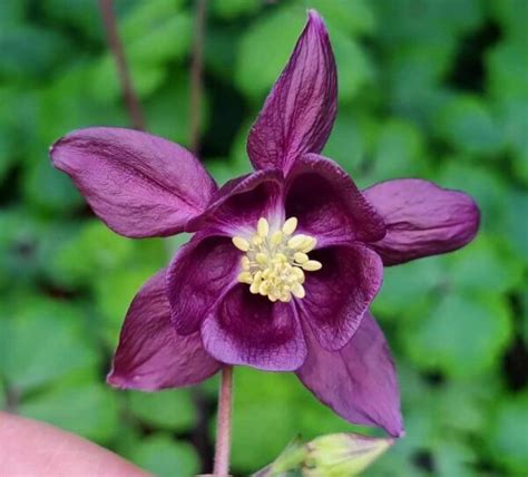 Aquilegia Purple The Naked Gardener