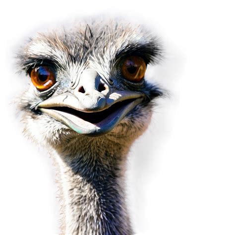 Download Friendly Emu Png Rjy20