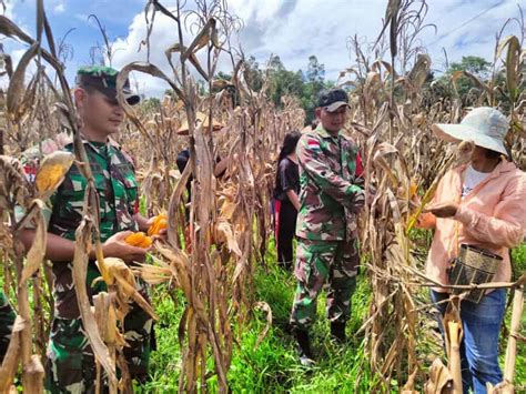 Panen Jagung Hibrida Satgas Pamtas Yonif 645 GTY Bersama Kelompok Tani