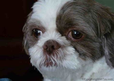 How To Cut Shih Tzu Mustache