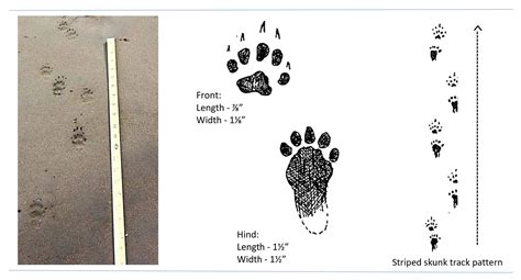 Striped Skunk Tracks | Wildlife Illinois