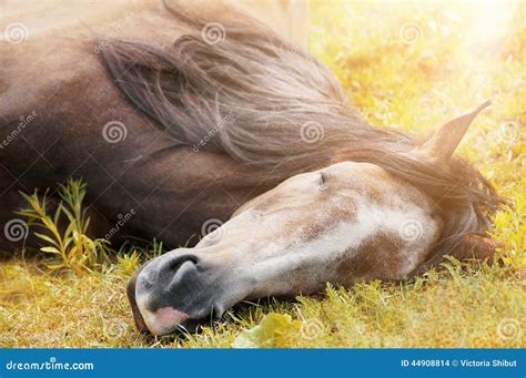 Sleeping Horse On Autumn Grass In Sunlight Stock Photo Image Of Farm