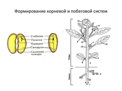 Вегетативные органы растений, закономерности организации их структур ...