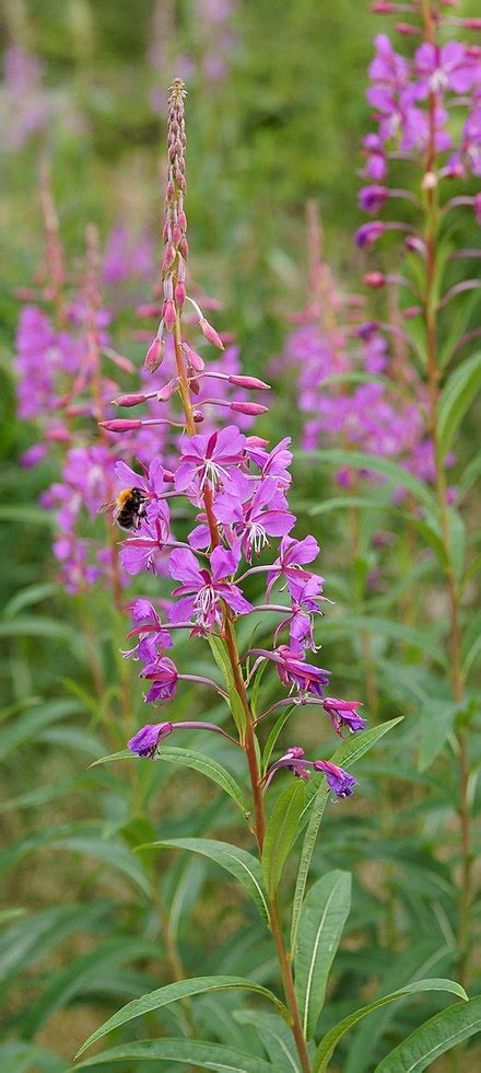 Epilobium Angustifolium Wikispecies