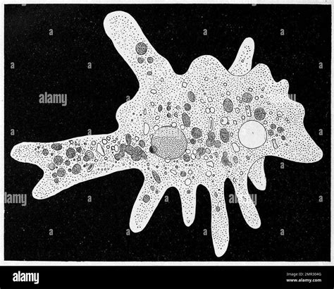 Ameba Proteus Al Microscopio