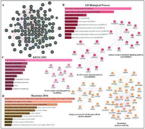 PAX5 Interaction Networks And Related Biological Pathways A PAX5