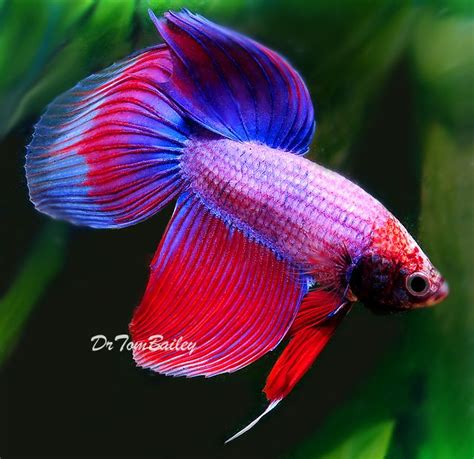 1000+ images about Fighting Fish on Pinterest | Copper, Auction and Red ...