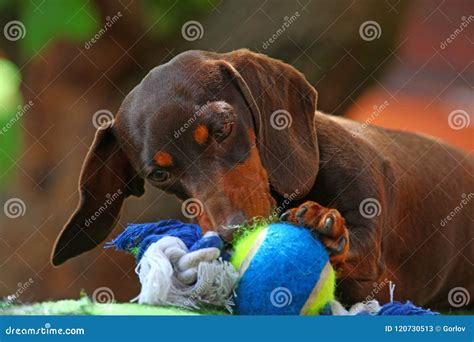 Dachshund Dog Summer Garden Day Stock Image Image Of Black Hair