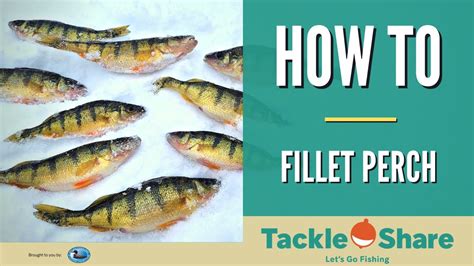 How To Fillet Yellow Perch Quick And Easy Youtube