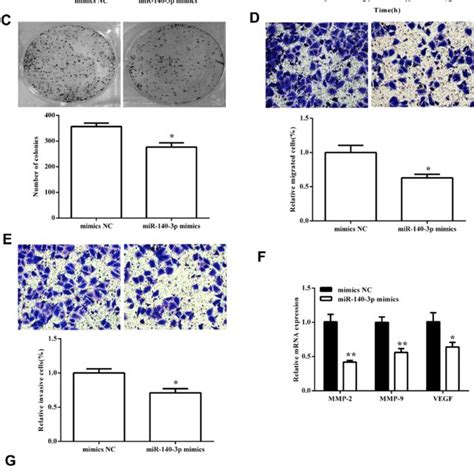 MiR 140 3p Inhibited Cell Viability And Metastasis In The SW620 Cells