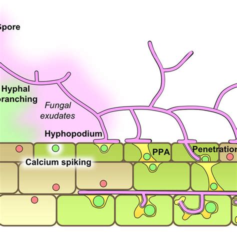 Illustration Of Root Colonization Structures In Ectomycorrhizal Blue