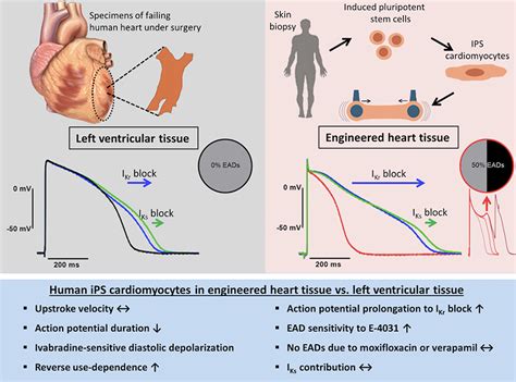 Human Induced Pluripotent Stem CellDerived Engineered Heart Tissue As