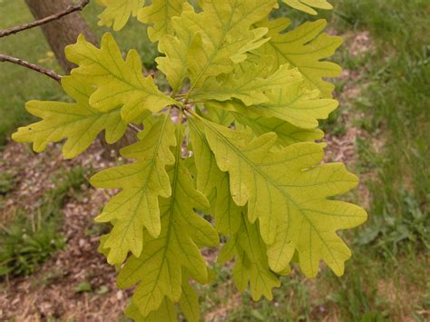 Chlorosis The Morton Arboretum