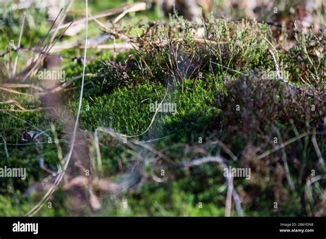 Plantas De Hierba De Almizcle Fotograf As E Im Genes De Alta Resoluci N