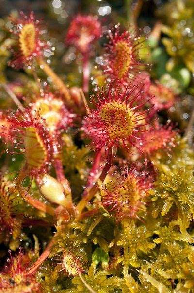 The carnivorous Sundew plant still gives amazement - Dig It Right | Dig It Right