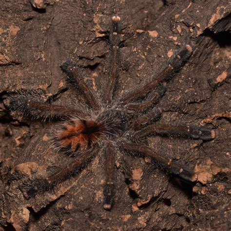 Avicularia Juruensis Morph 2 Ex Sp Peru Purple Home Of Insects