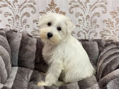 Miniature Schnauzer Dog Female White 3142298 Furrylicious®