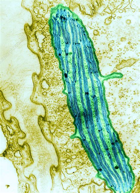 Chloroplast In Euglena Viridis TEM Stock Image C028 3267