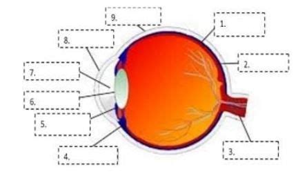 Lengkapi keterangan gambar mata dibawah ini serta ...