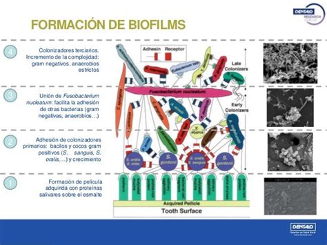 Estudio De Biofilms Bucales